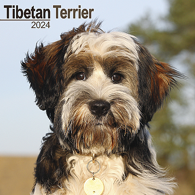 Tibetan Terrier Calendar 2024 (Square)